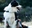 long-coated white and black dog