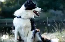 long-coated white and black dog