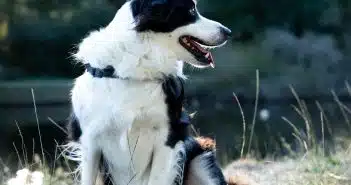 long-coated white and black dog