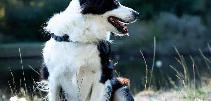 long-coated white and black dog