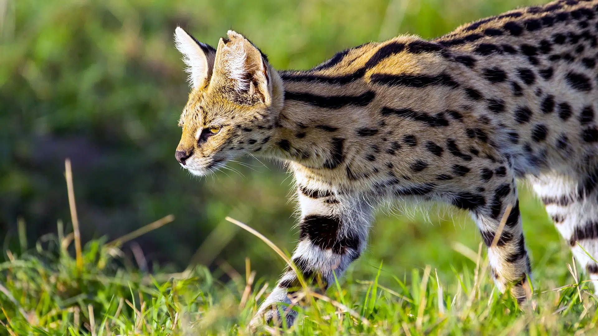 Animaux de compagnie atypiques