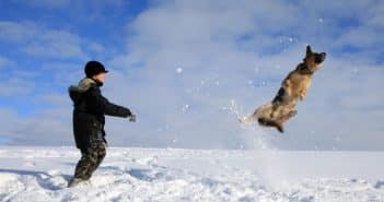 Quand jouer avec son chiot ?