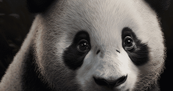 Panda Univers : Décorations Panda, Combinaison Panda