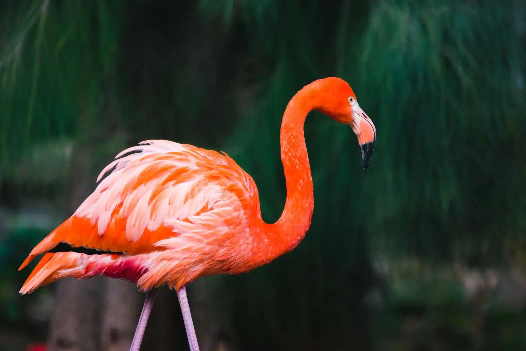 flamant rose 