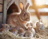 Gestation chez la lapine : durée et conseils