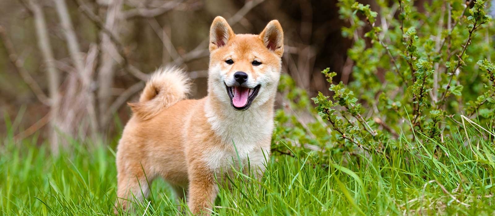 5 races de chiens irrésistibles à adopter Races chiens irrésistibles