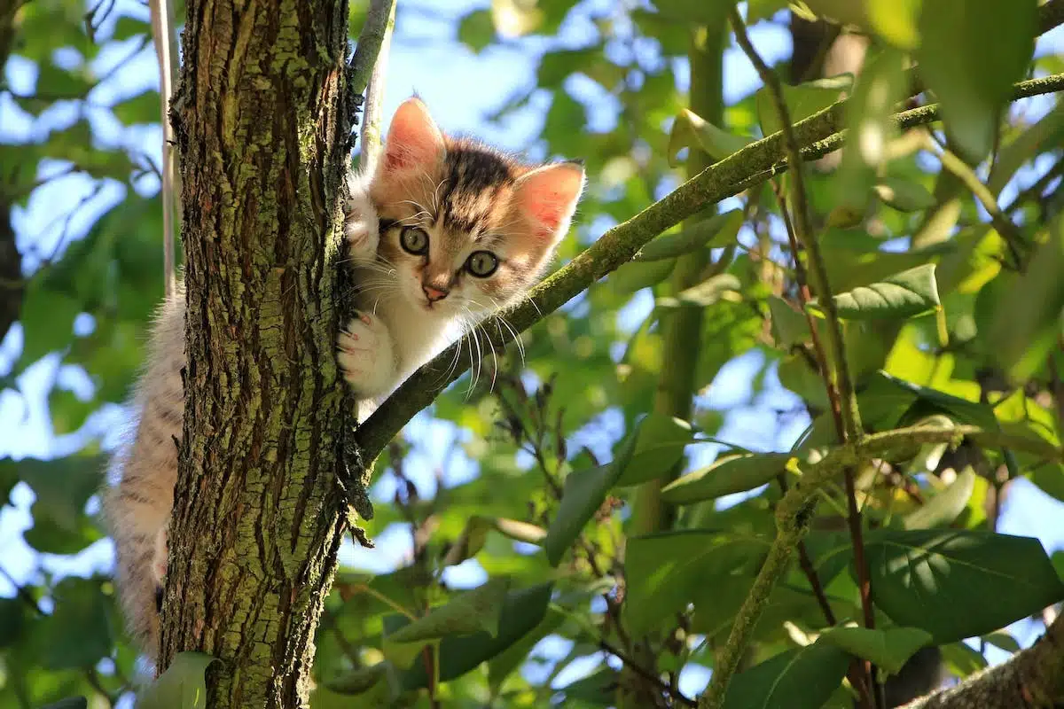 chaton  accueil