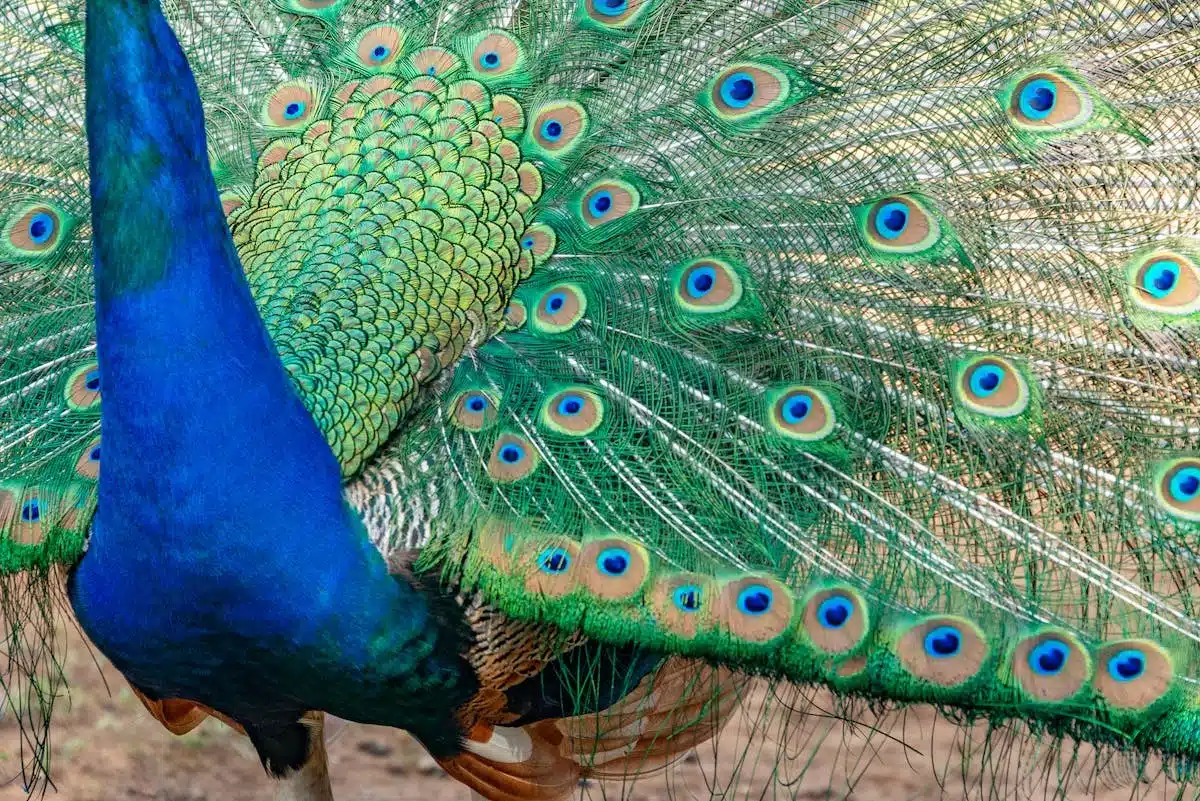 animaux rituels