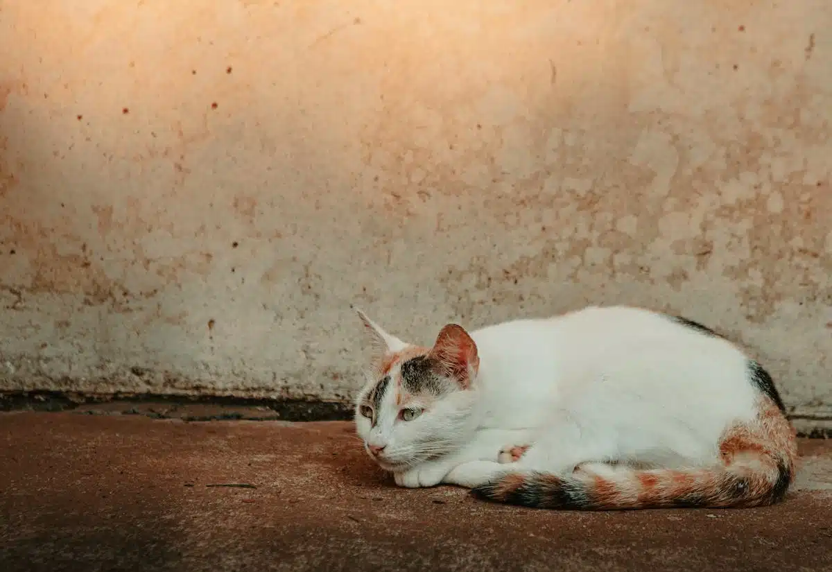 chats stérilisation
