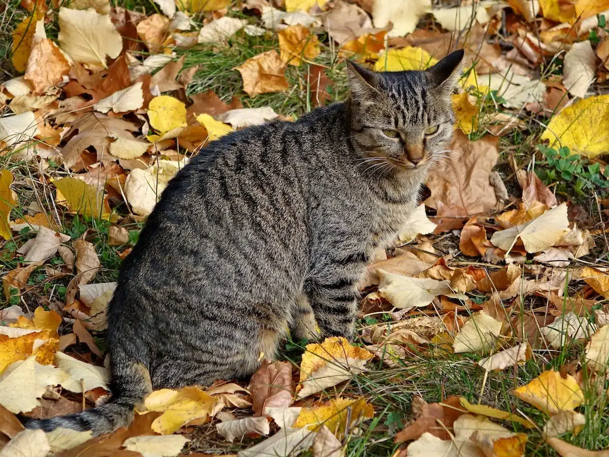 chat litière