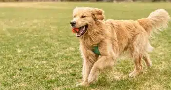 un chien golden dans l'herbe