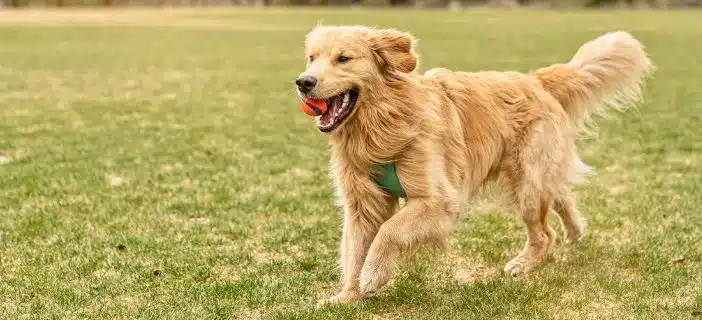 un chien golden dans l'herbe