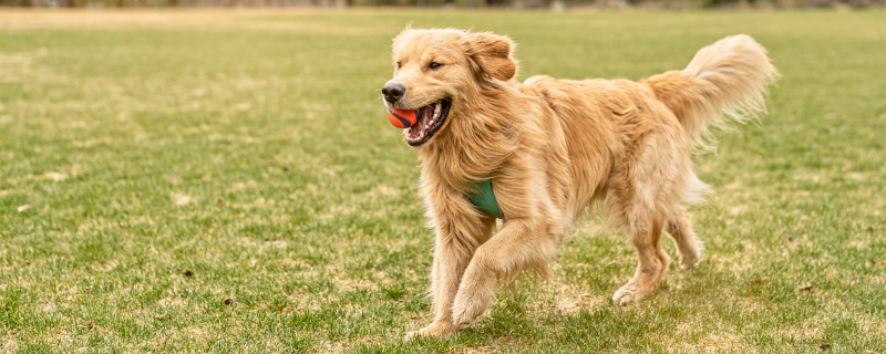 un chien golden dans l'herbe