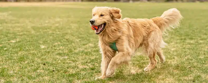 un chien golden dans l'herbe