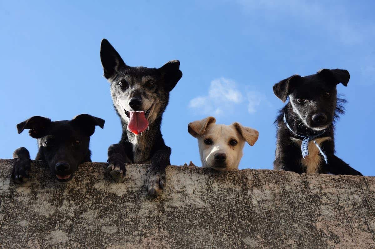 chien activités