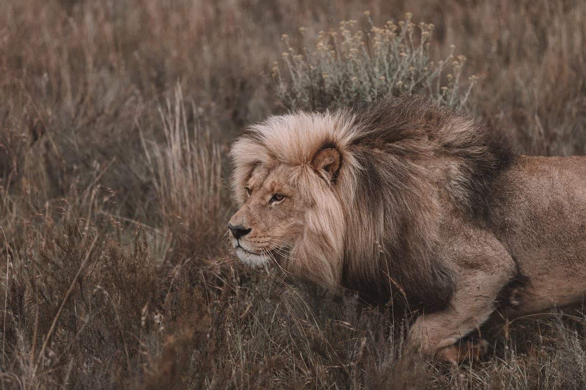 lion  panda