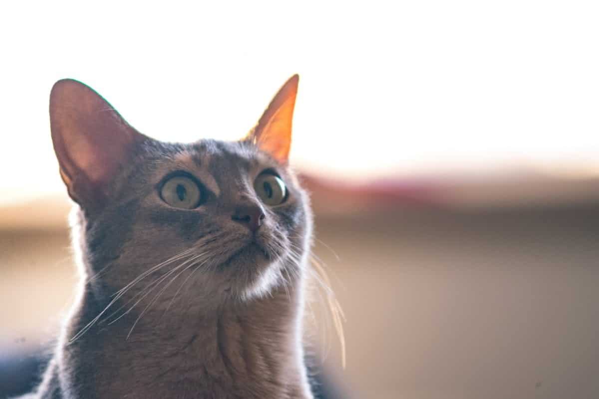 chat  maison
