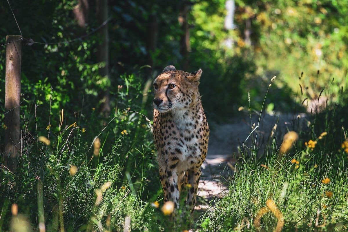 animaux menacés