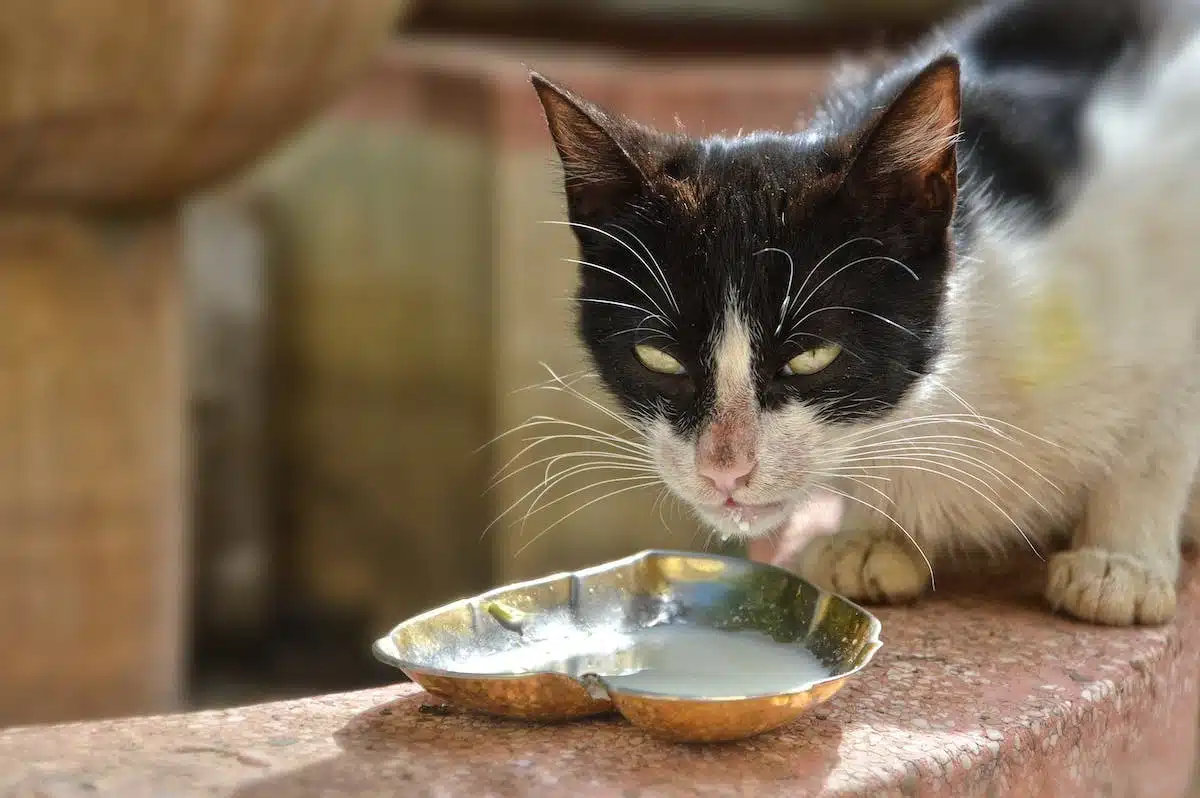 chat  aliments