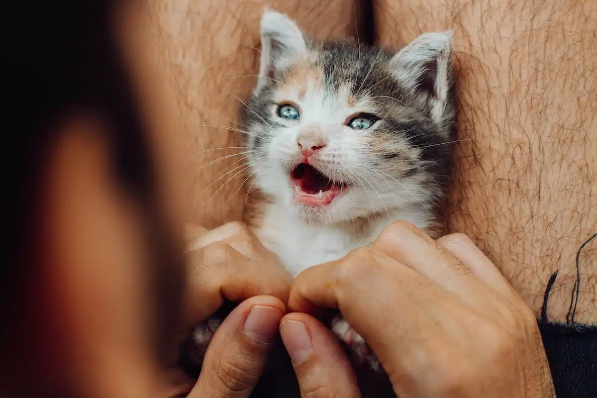 chat  massage