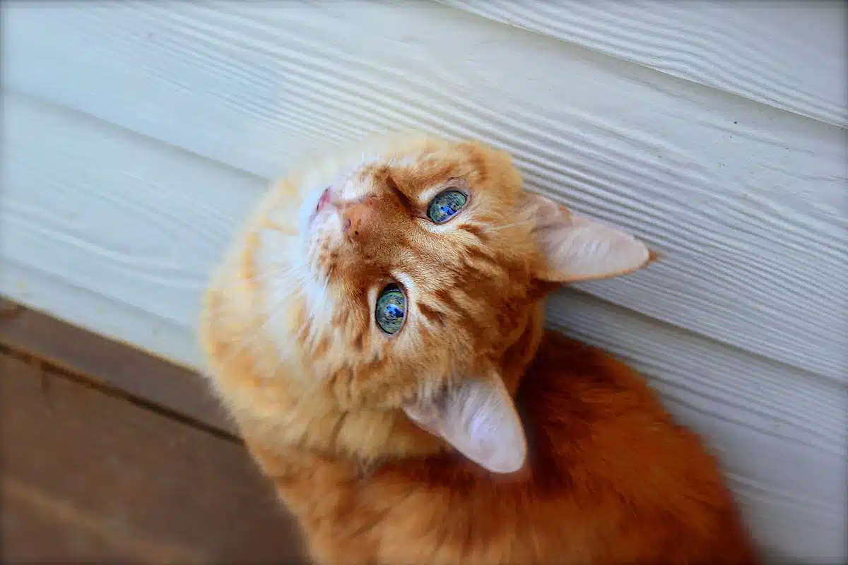 chat  stérilisation