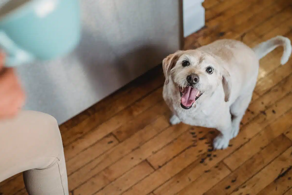 chien appartement