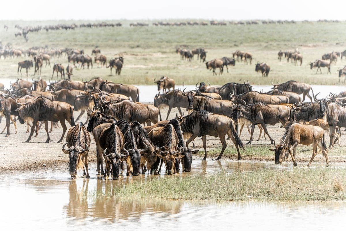 migration animale
