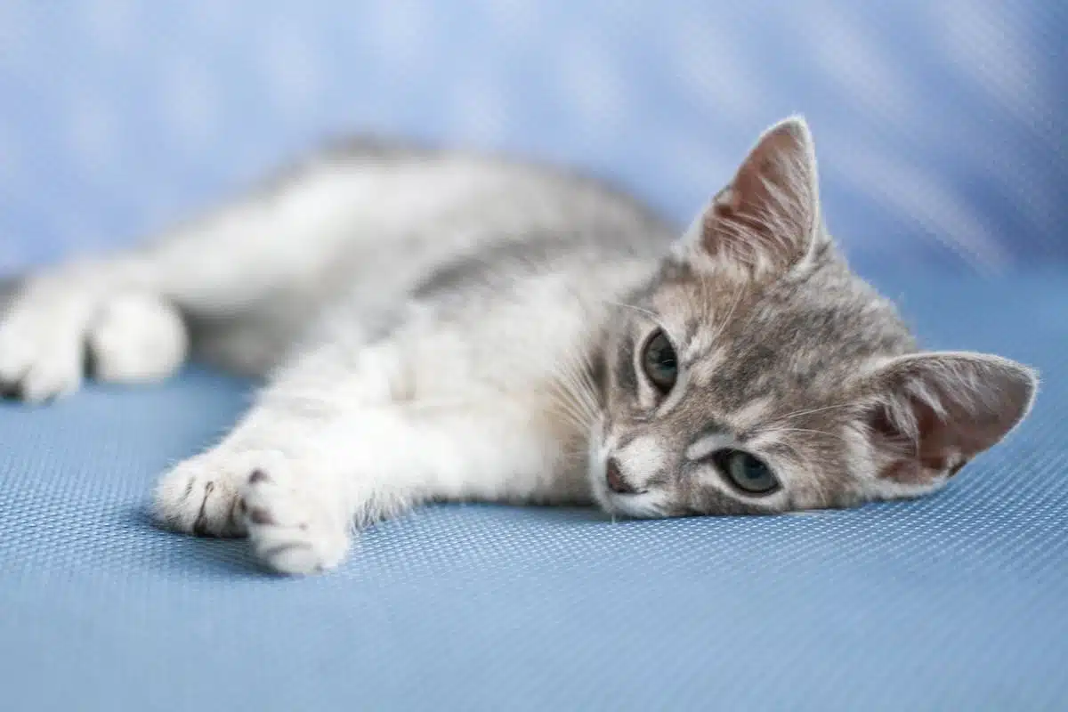 chat  stérilisation