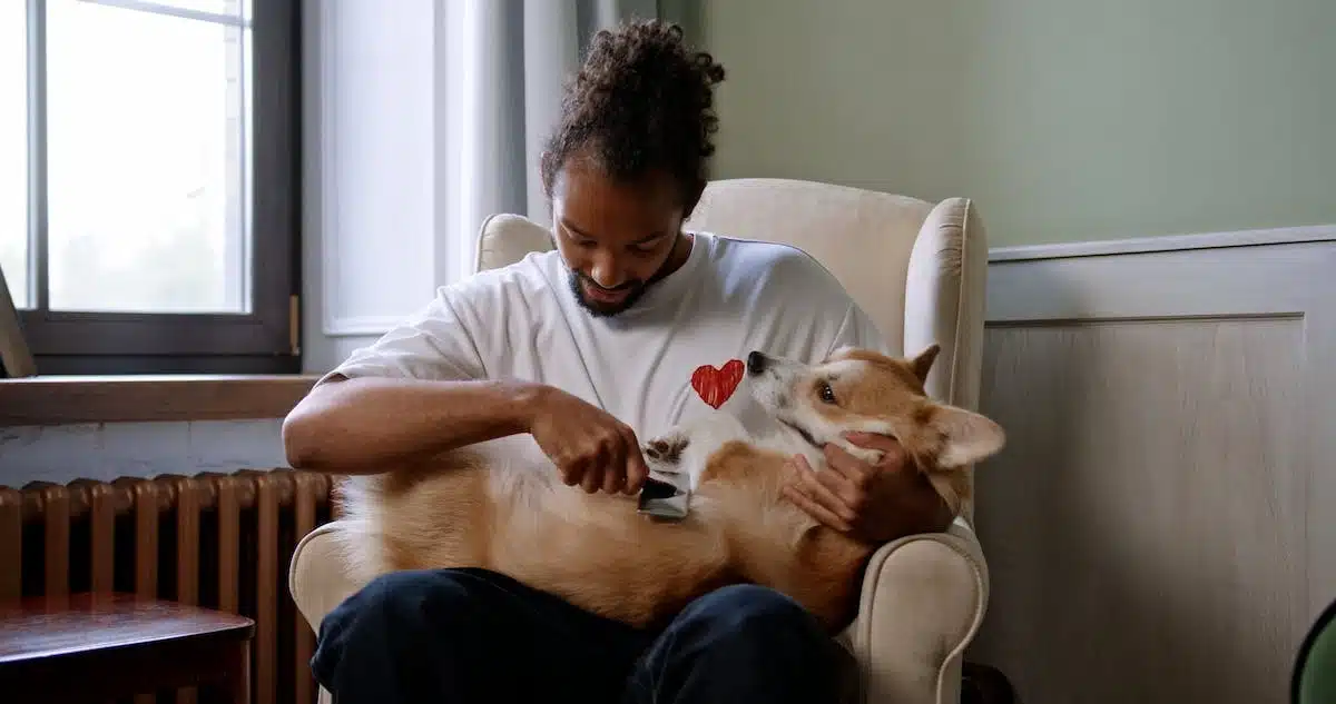 animal  affection