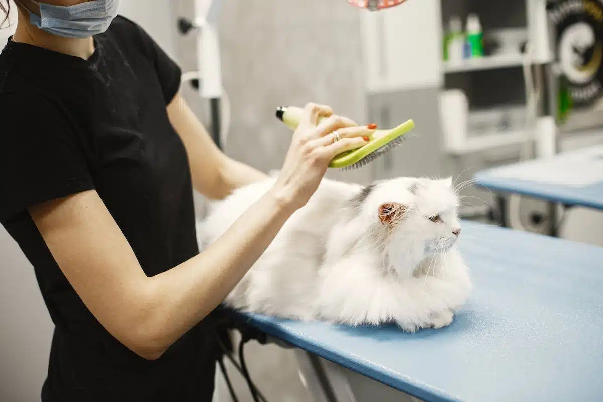 chat  vétérinaire