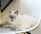 Découvrez les incroyables comportements des chats qui vous surprendront !