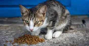 Les meilleures astuces pour nourrir votre chat de manière équilibrée