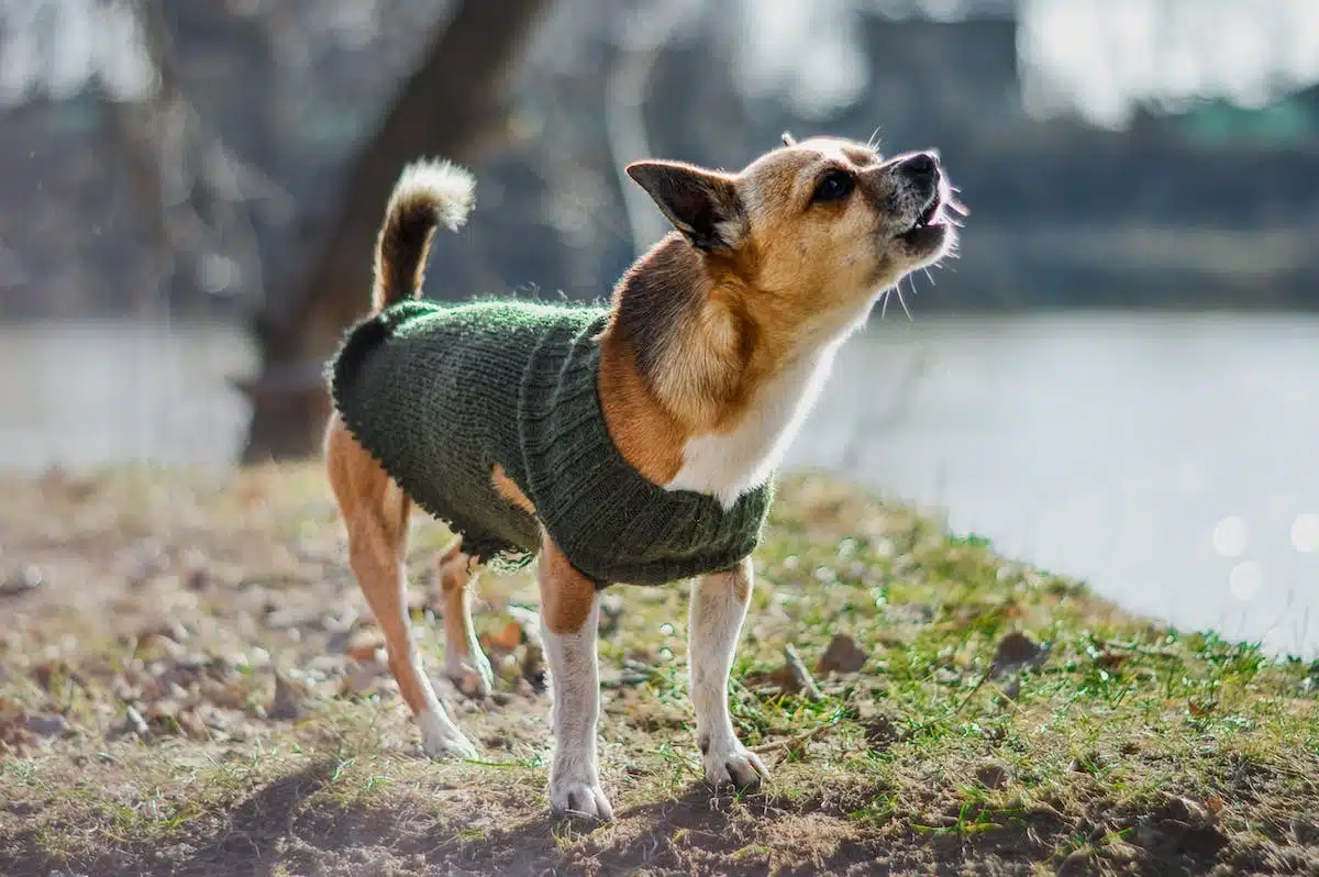 animaux ingénieux