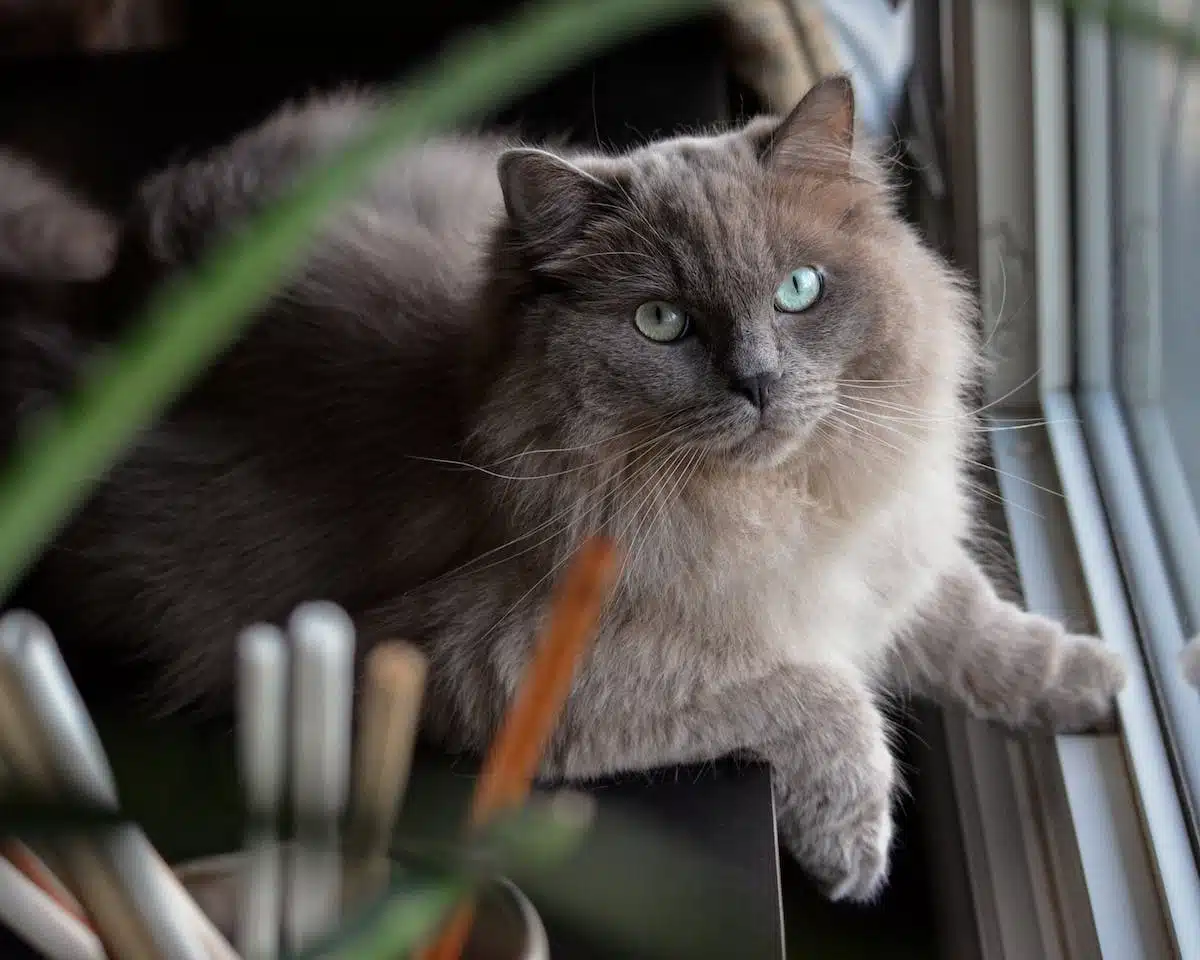 chat stérilisation