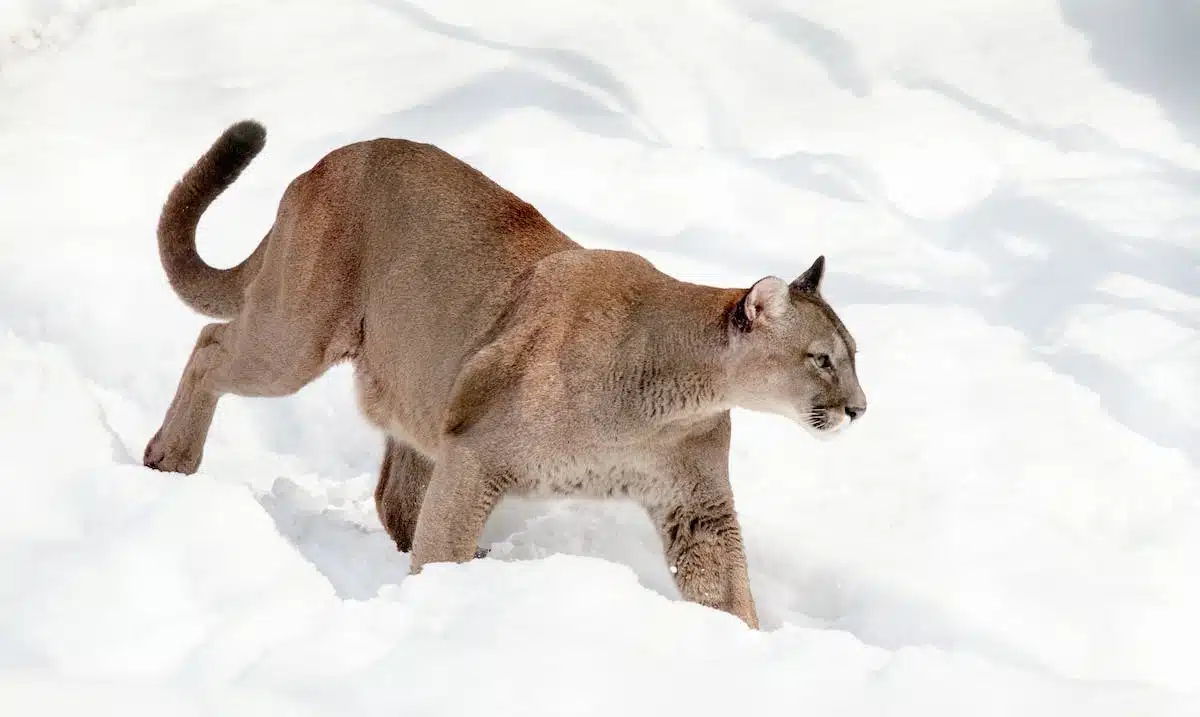 scientifique  animaux