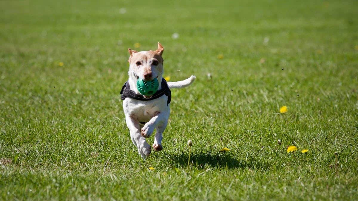 chien  santé