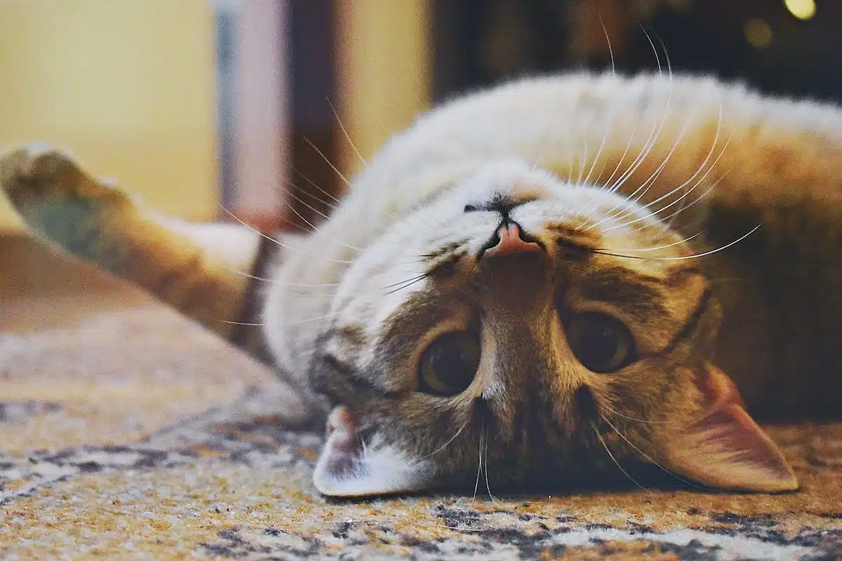 chat  toxique