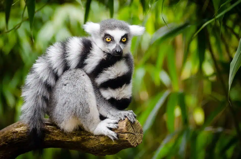 animaux fascinants