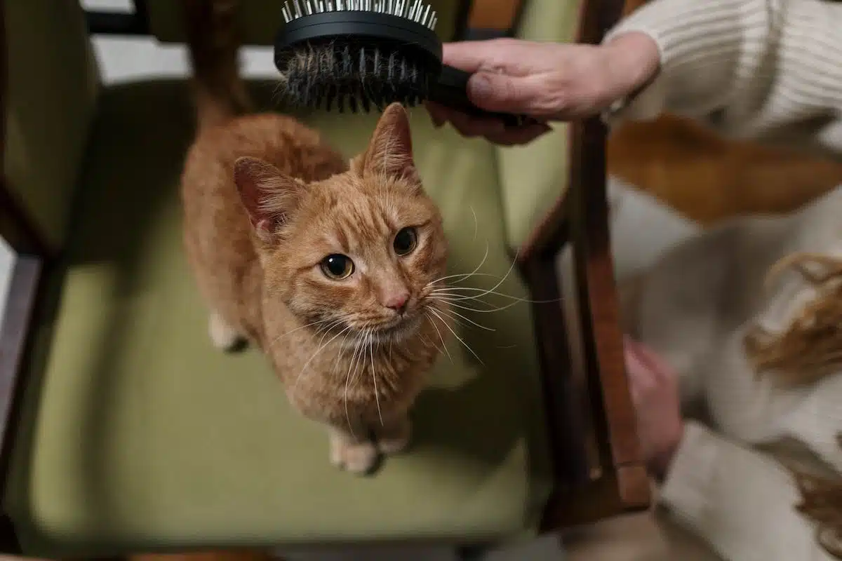 chat  santé