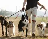 Les bienfaits de l’activité physique pour la santé globale de nos chiens