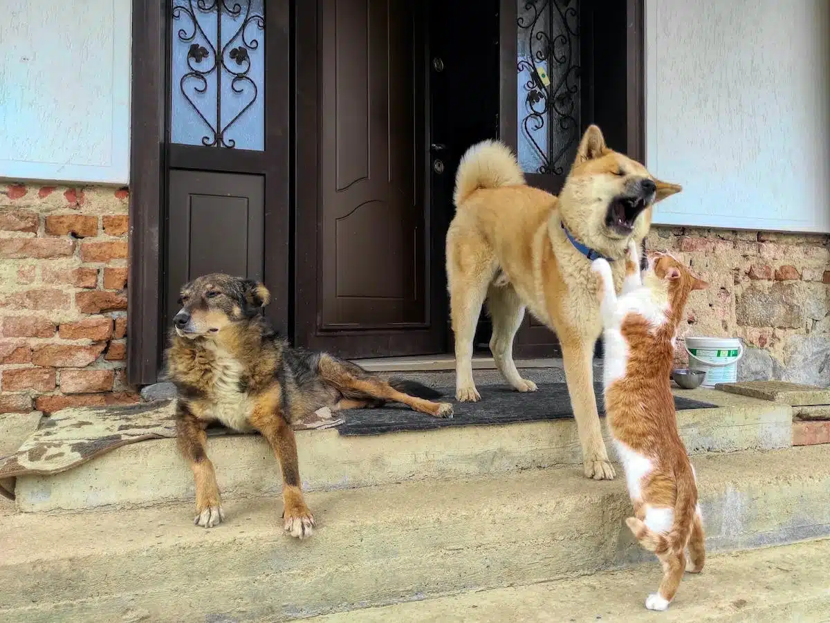 chats  chiens