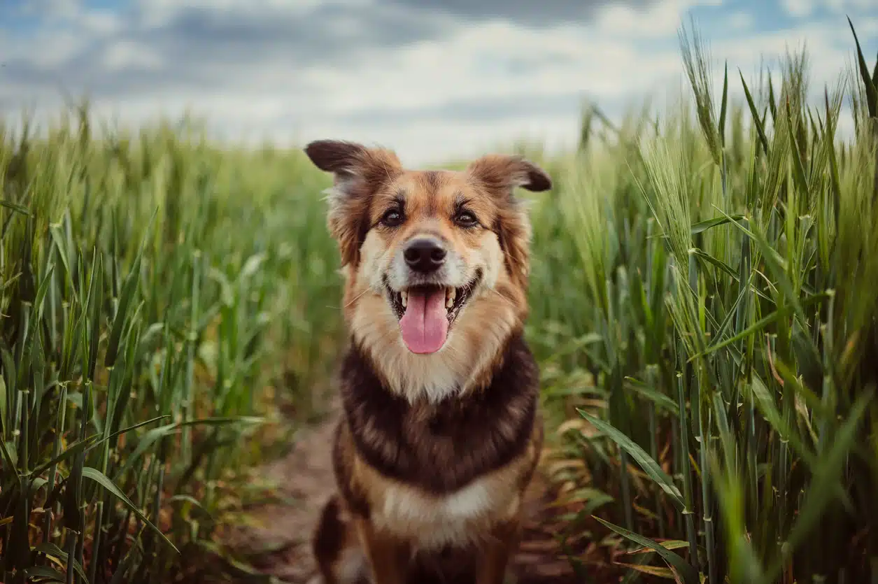 chien dan un champ