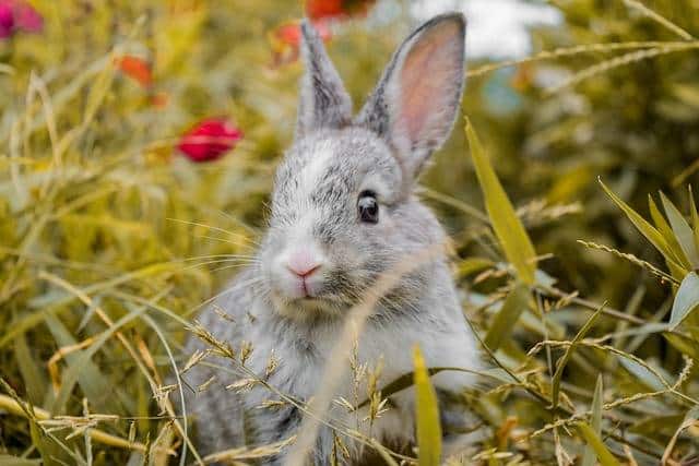 stimuler votre lapin nain