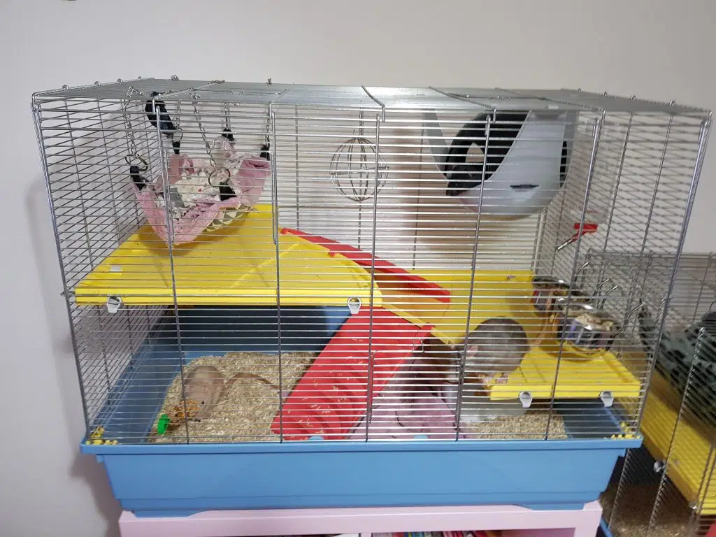 Cage rat