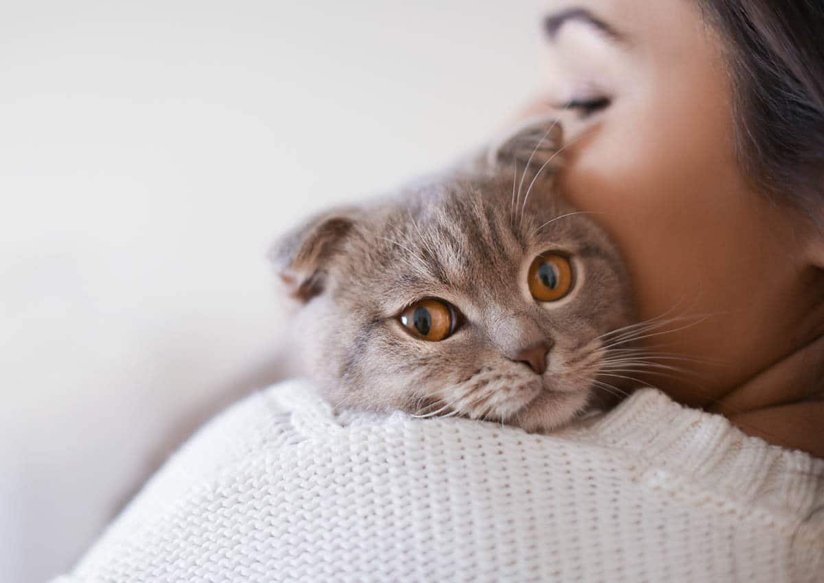 avoir un chat comme animal de compagnie