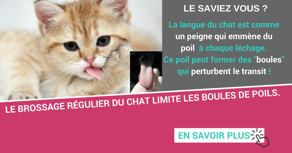 Comment savoir si mon chat a une boule de poil ?