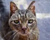 Comment soulager la constipation chez le chat