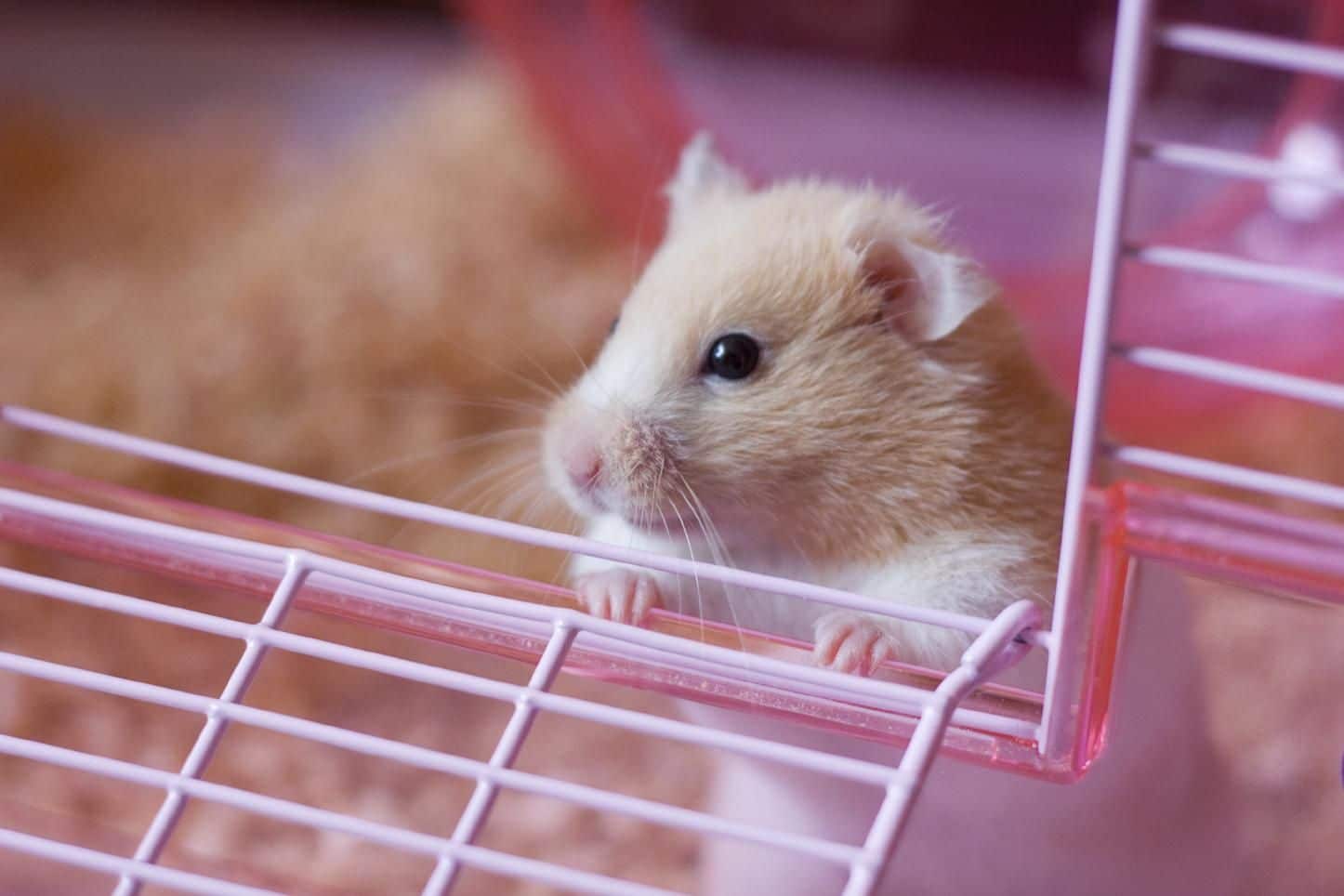 Comment prendre soin de votre rat de compagnie ? Rat de compagnie
