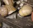Comprendre le processus fascinant de la reproduction chez l'escargot enceinte