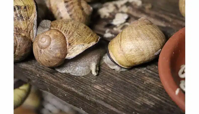 Comprendre le processus fascinant de la reproduction chez l'escargot enceinte